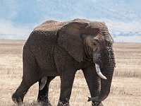 Wild Olifant 5